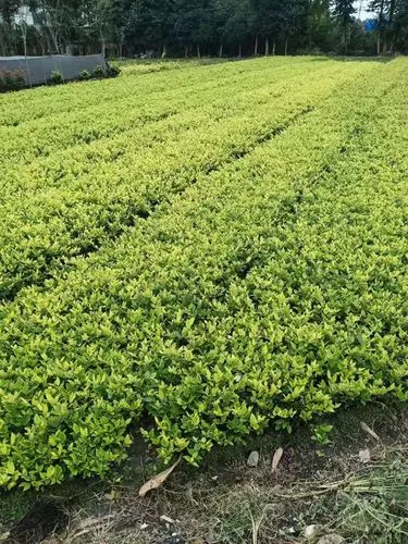 乐山樱花绿化工程项目