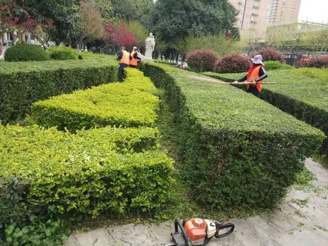 绿化工程植物种植现场
