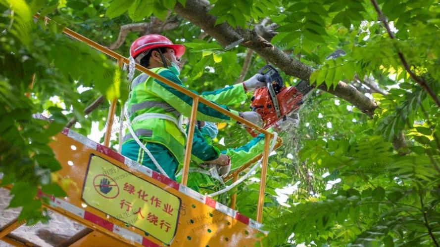园林常见的绿化植物有哪些分类