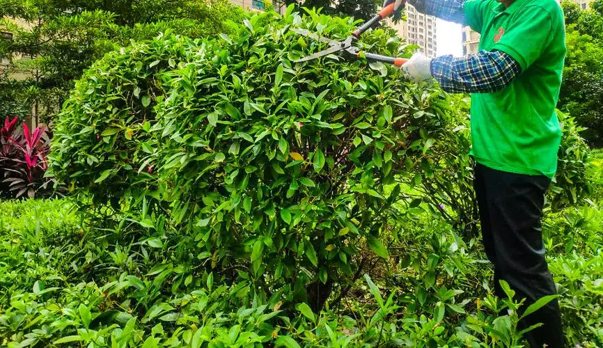 绿化工程项目汇报封面怎么写